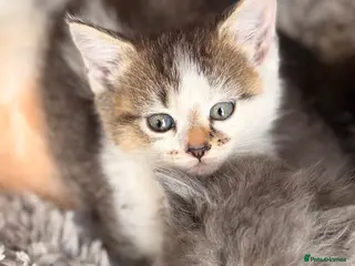 Scottish Fold cats GORGEOUS SCOTTISH FOLD X EXOTIC PERSIAN KITTENS - Advert 5