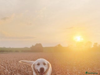 Golden Retriever dogs Newmiller Retrievers Upcoming Litter Announcement - Advert 13