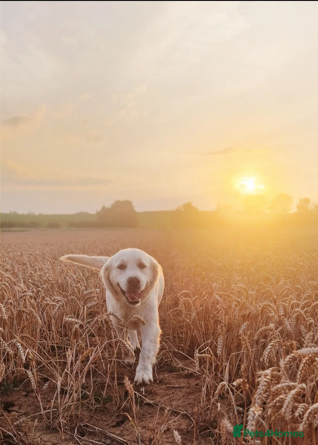 Golden Retriever dogs for sale: Newmiller Retrievers - One Girl Avaliable  - Advert 12