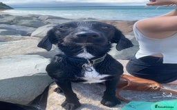Cockerdor dogs for sale: male cockerdor for rehoming - Image 3
