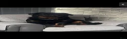 Rottweiler dogs for sale: 2 amazing KC registered rottweiler puppies left - Advert 16