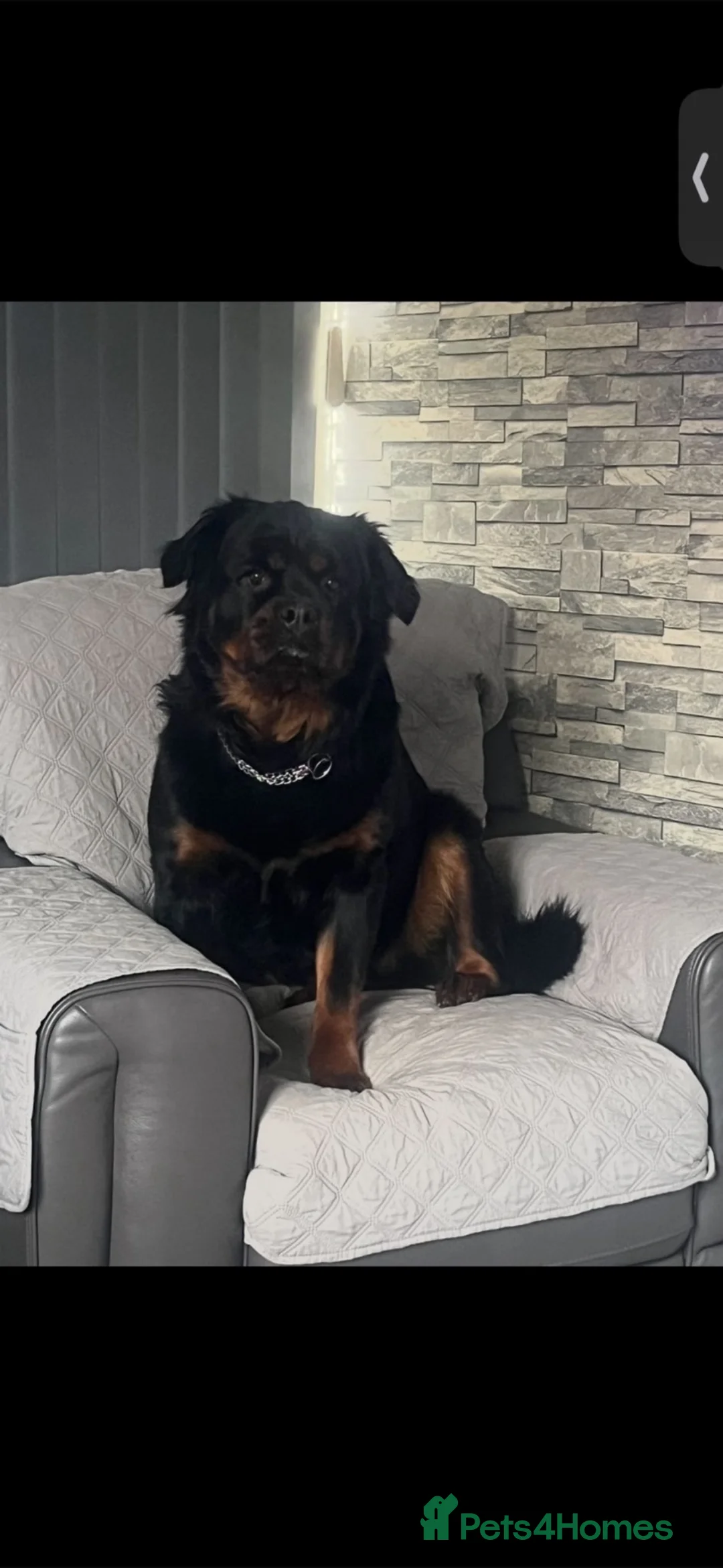 Rottweiler dogs for sale: 2 amazing KC registered rottweiler puppies left - Advert 16