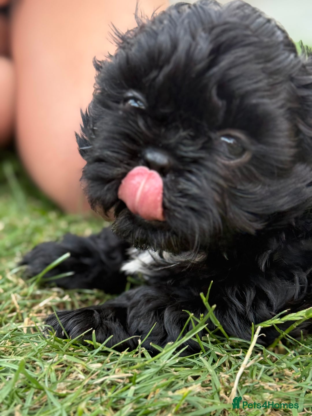 Shih Tzu dogs for sale: Black Shih tzu puppie - Image 4