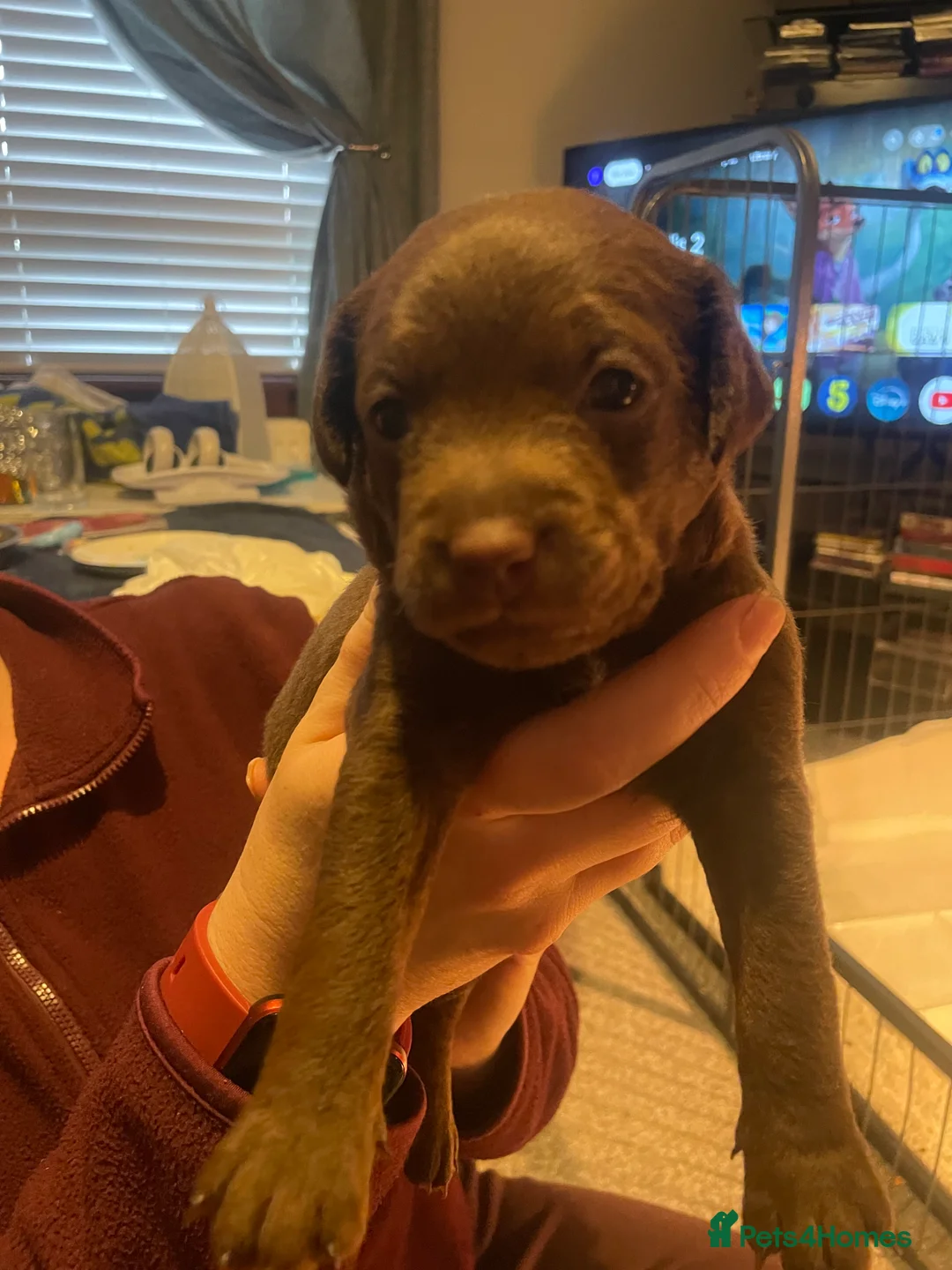 Patterdale Terrier dogs for sale: Patterdale pups  - Advert 6