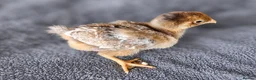 Chickens poultry for sale: Wyandotte Bantam Chicks - Advert 3