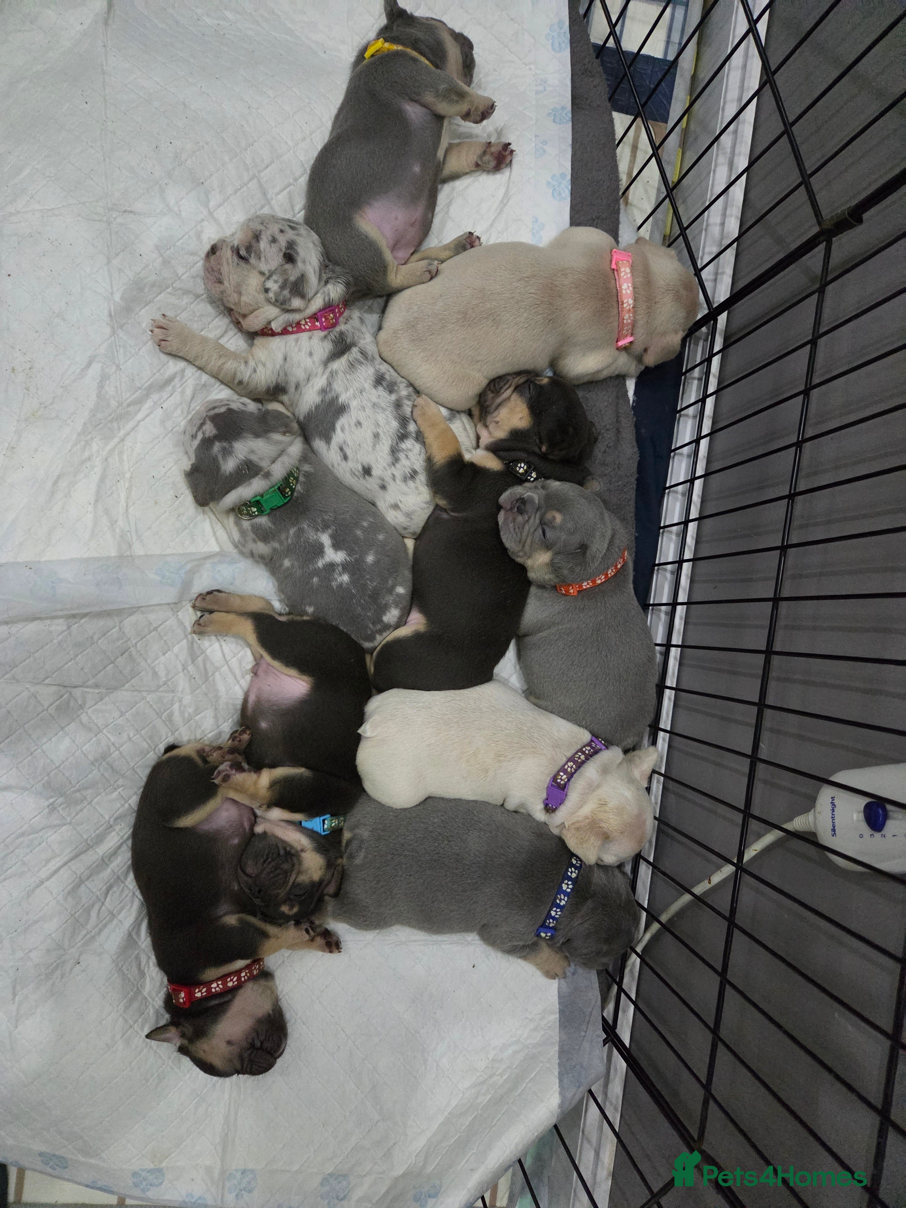 French Bulldog dogs Beautiful Frenchie puppies in Cannock - Advert 11