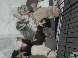 French Bulldog dogs Beautiful Frenchie puppies in Cannock - Advert 11