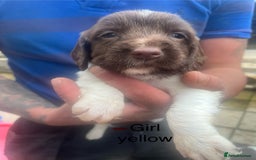 English Springer Spaniel dogs for sale: Kc registered English springer spaniel  - Image 5