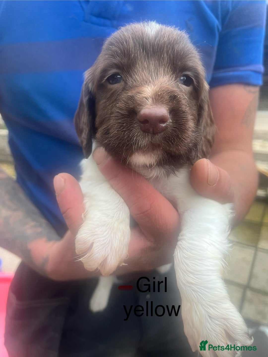 English Springer Spaniel dogs for sale: Kc registered English springer spaniel  - Image 5