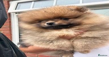 Pomeranian dogs - Advert 7