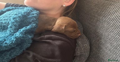 Mixed Breed dogs in St Albans - Advert 4