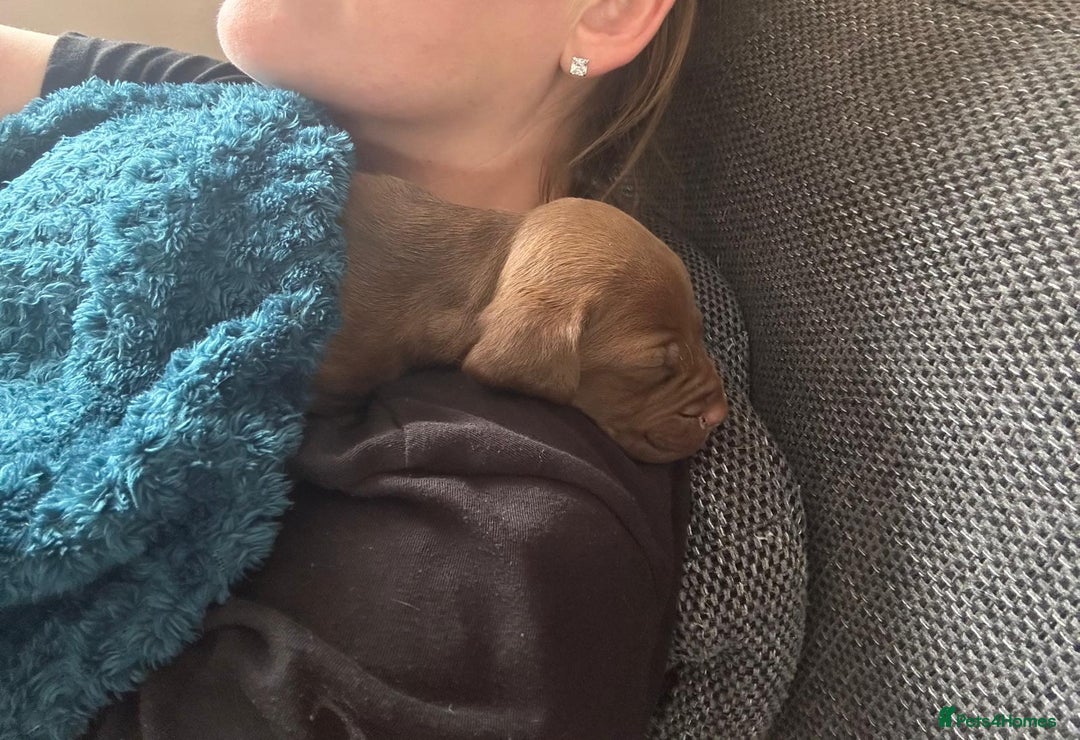 Mixed Breed dogs for sale: Springer Staffs  in St Albans - Image 3