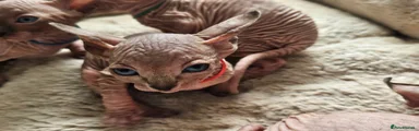 Sphynx Kitten 2 red band