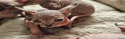 Sphynx cats for sale: 5 star kittens for 5 star homes - Advert 26