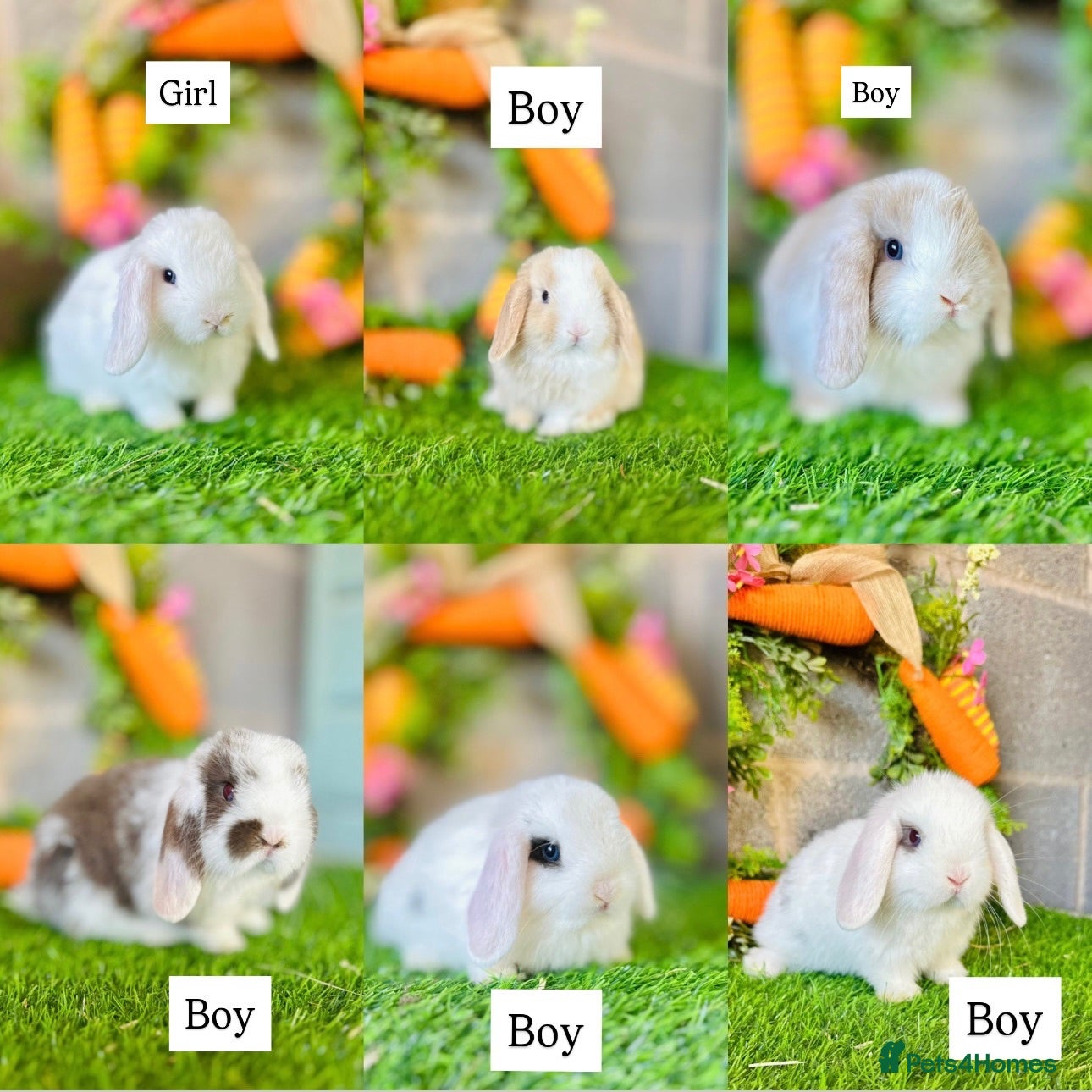 Mini Lop rabbits Mini Lops - Advert 4
