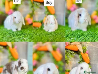 Mini Lop rabbits Mini Lops - Advert 1