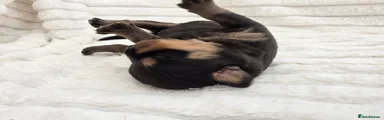 Rottweiler 7