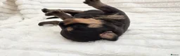 Rottweiler dogs for sale: Healthy & Chunky Family Raised Rottweiler Puppies - Advert 23