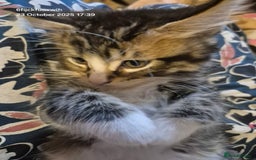 Mixed Breed cats for sale: Six beautiful and playful kittens ready Sunday! - Image 7