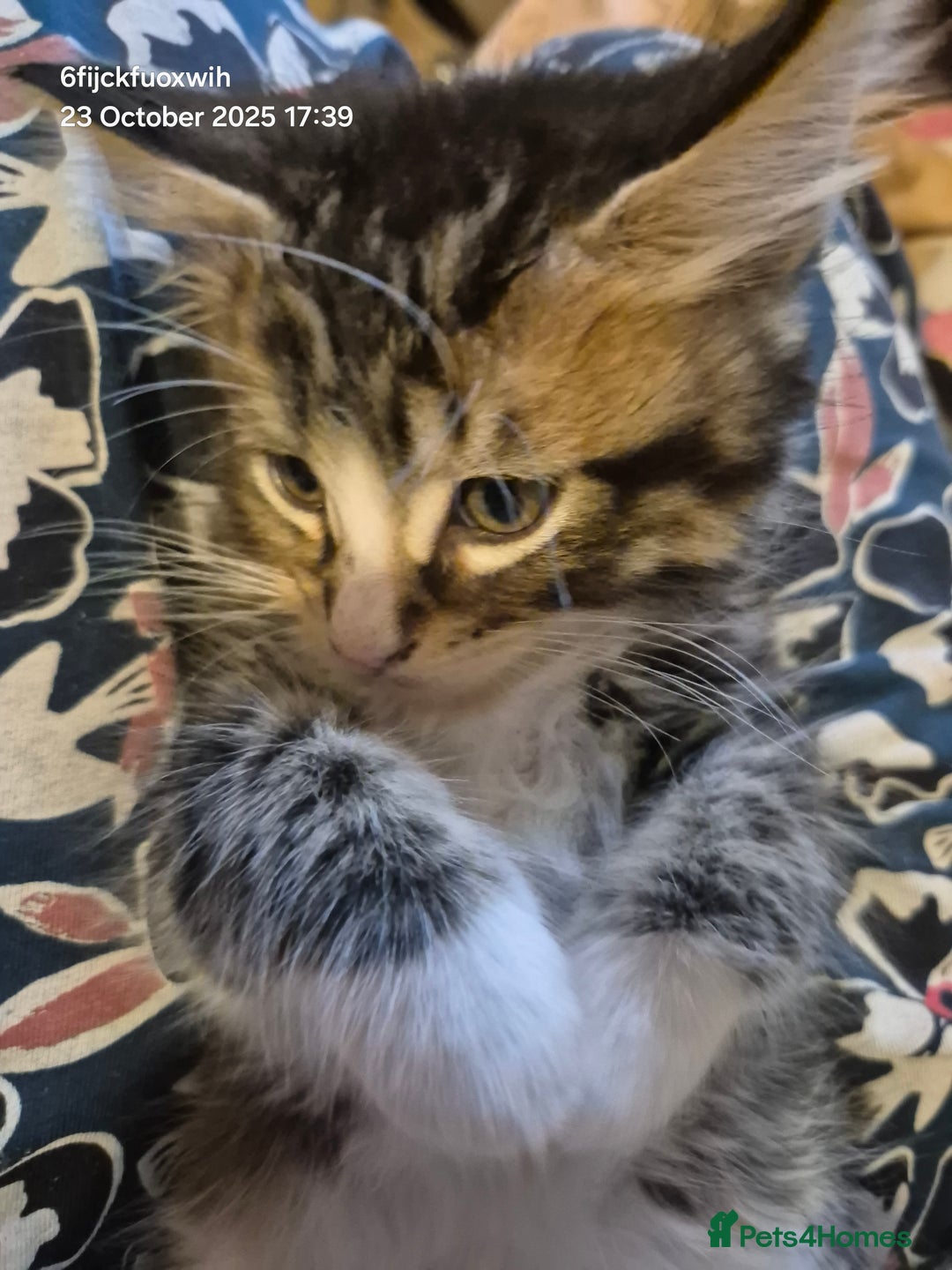 Mixed Breed cats for sale: Six beautiful and playful kittens ready Sunday! - Image 7