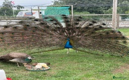 Peafowl poultry for sale: Mixed colours peacock/peahens - Image 5
