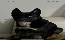Alaskan Malamute dogs for sale: Alaskan malamute - Image 9