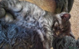 Scottish Fold cats for sale: RARE - Scottish Fold x Maine Coon Kittens!! - Image 12