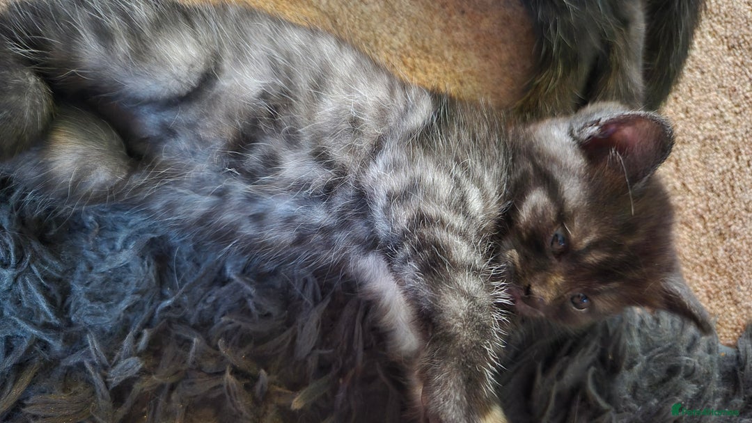Scottish Fold cats for sale: RARE - Scottish Fold x Maine Coon Kittens!! - Image 12