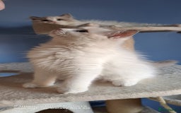 Ragdoll cats for sale: GCCF reg Ragdoll kittens  - Image 17