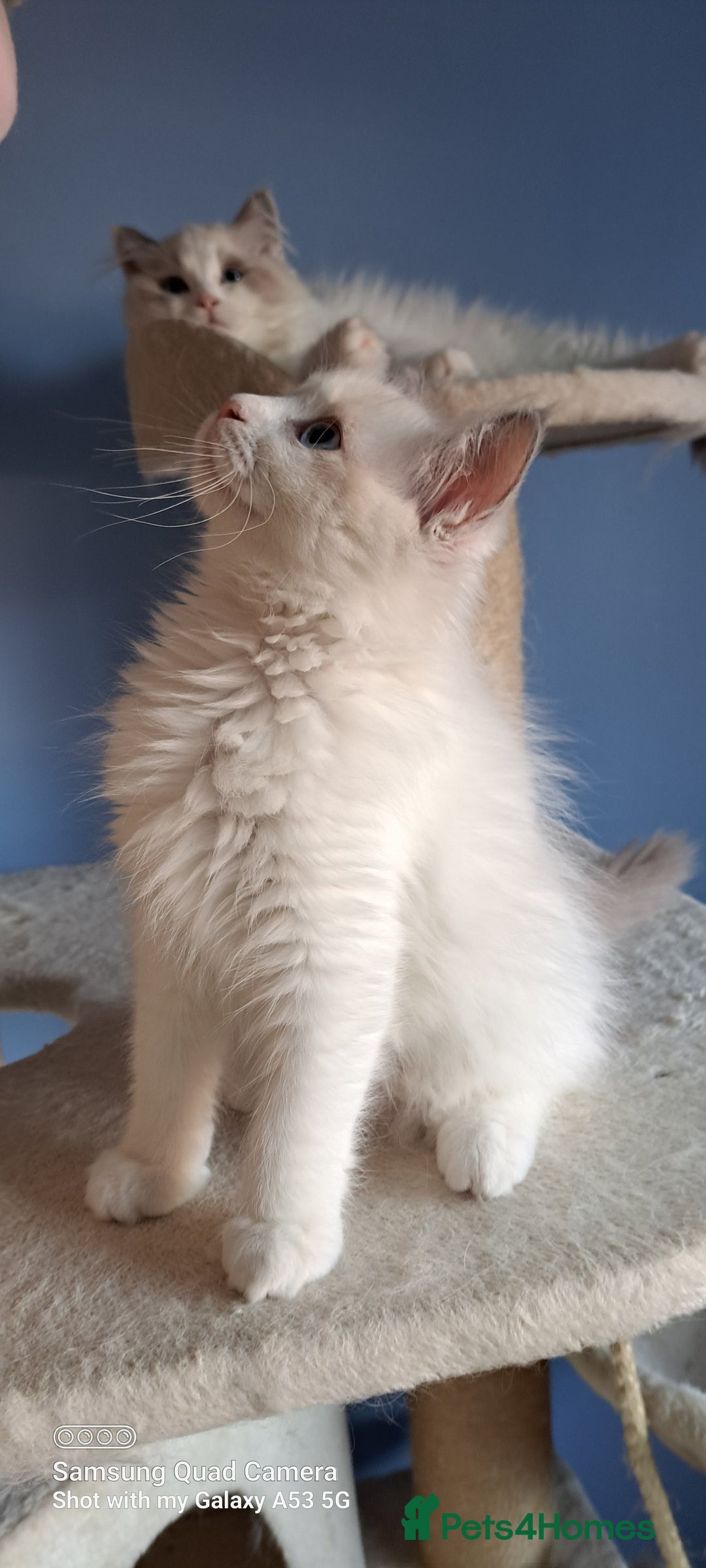 Ragdoll cats for sale: GCCF reg Ragdoll kittens  - Image 17