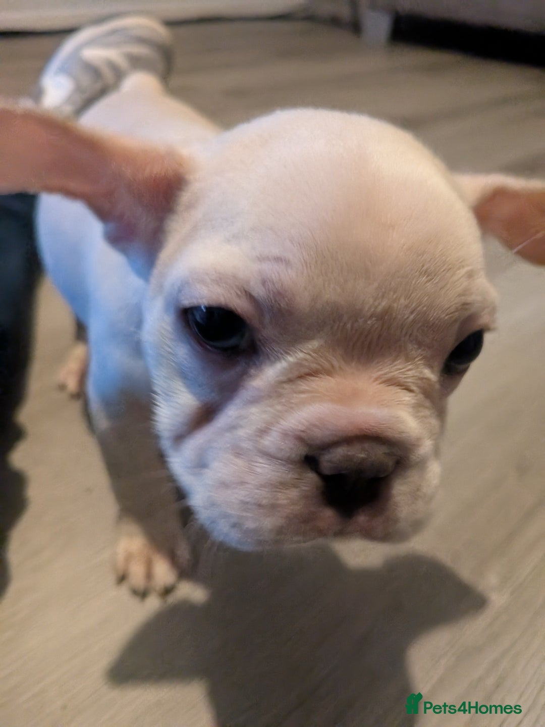 French Bulldog dogs for sale: French bulldog puppy's  - Image 11