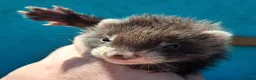 Ferret rodents for sale: Full and Semi angora kits  - Advert 13