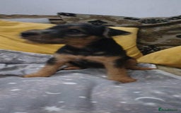 Mixed Breed dogs for sale: Jagd terrier x lakeland terrier  - Image 3