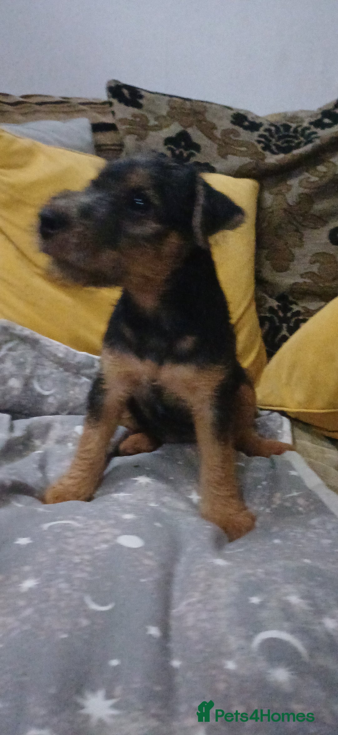 Mixed Breed dogs for sale: Jagd terrier x lakeland terrier  - Image 3