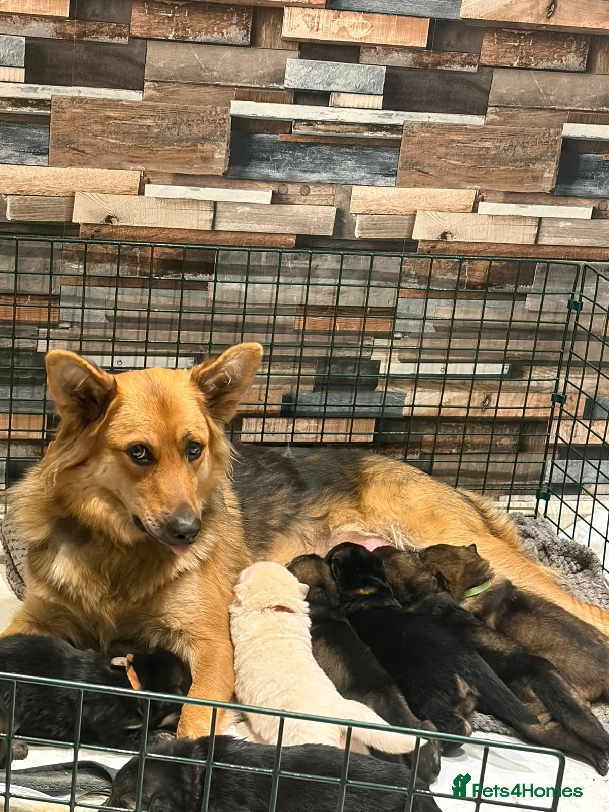 German Shepherd dogs 1 remaining girl left German shepherd  - Advert 17