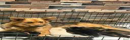 German Shepherd dogs for sale: 1 remaining girl left German shepherd  - Advert 1