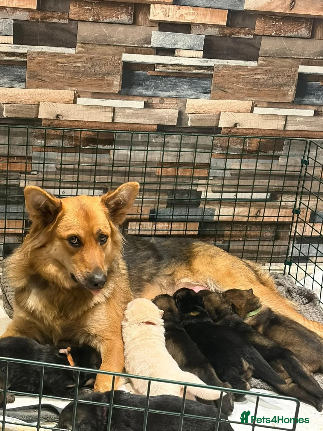 German Shepherd dogs for sale: 1 remaining girl left German shepherd  - Advert 1