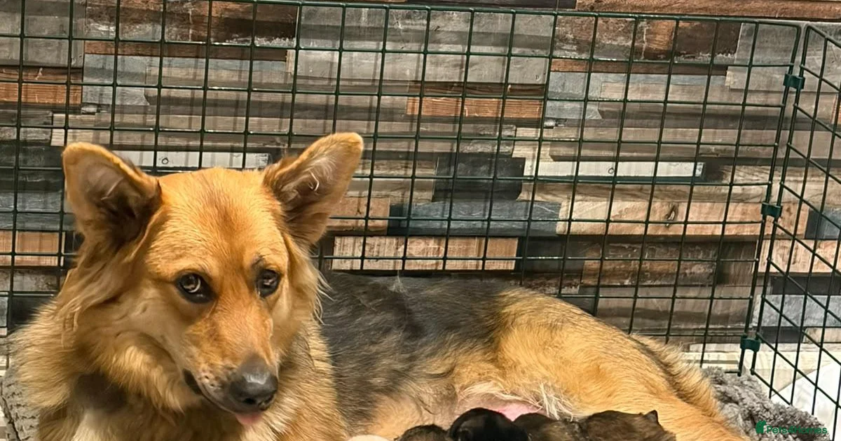 True Prussian Color German Shepherd Puppies for sale in Spalding, Lincolnshire | Pets4Homes