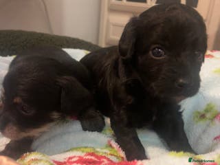 Jackapoo dogs Quality Jack Russel Puppies for sale 💌 - Advert 3