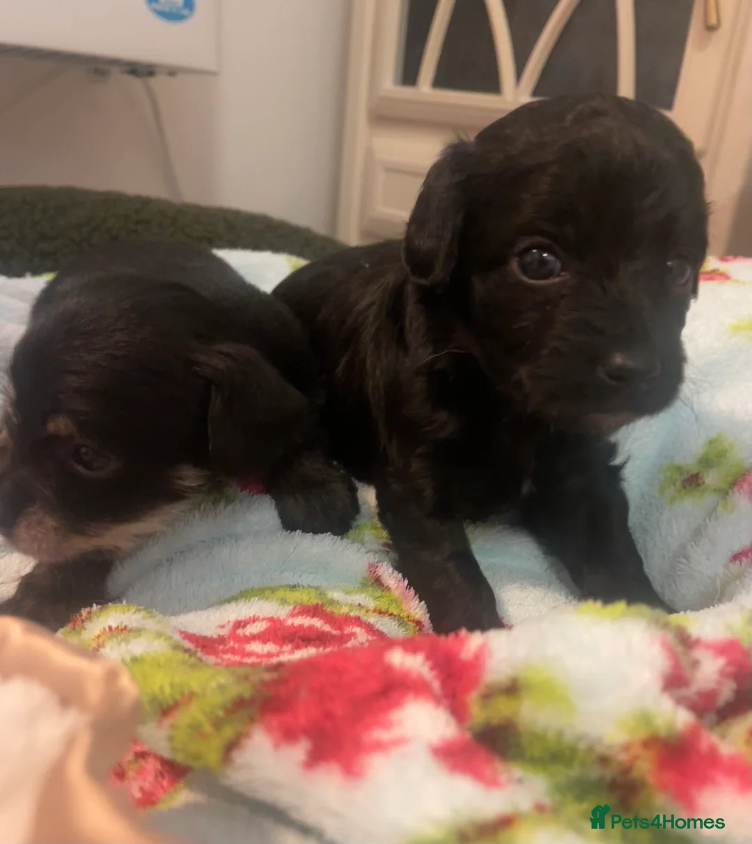 Jackapoo dogs for sale: Quality Jack Russel Puppies for sale 💌 - Advert 1