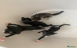 Domestic Shorthair cats for sale: 2 girls one boy!  - Image 6