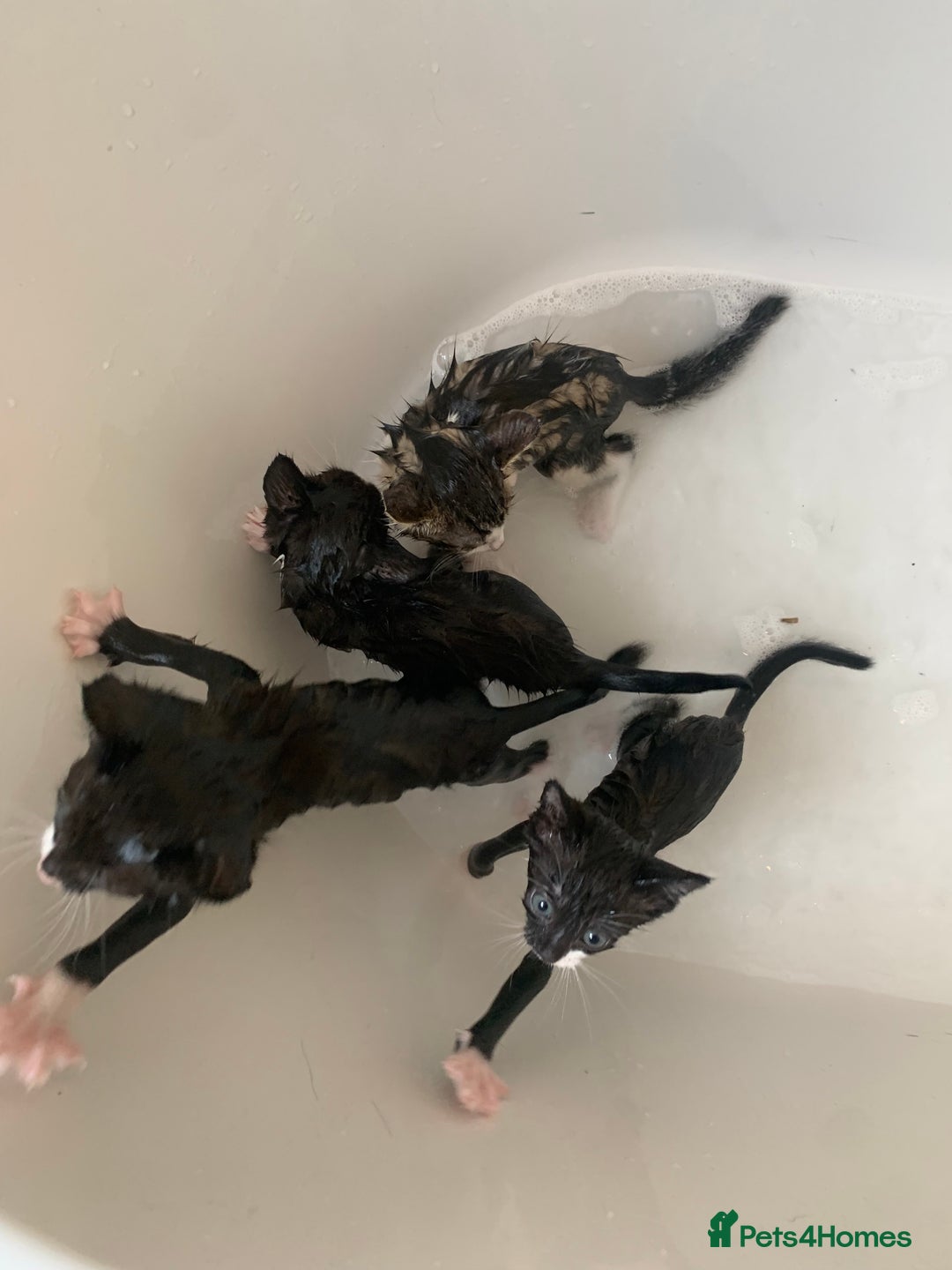 Domestic Shorthair cats for sale: 2 girls one boy!  - Image 6
