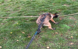 Belgian Shepherd Dog dogs for sale: Belgian Mallinois Male pups for sale - Image 7