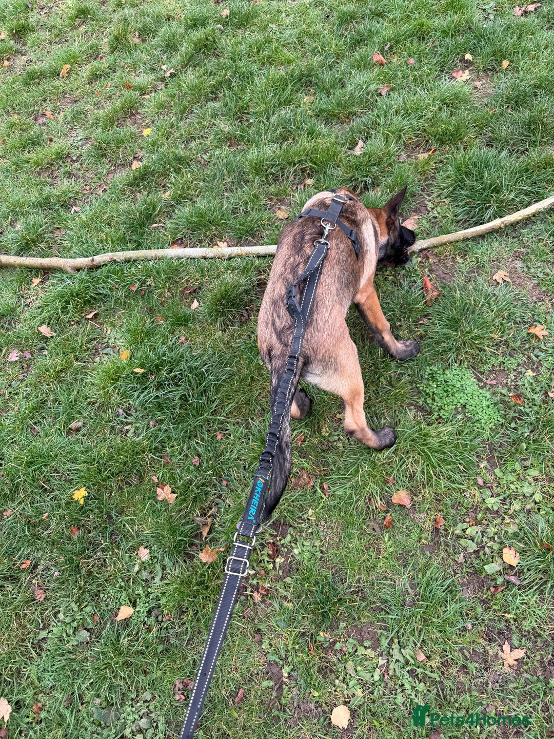 Belgian Shepherd Dog dogs for sale: Belgian Mallinois Male pups for sale - Image 7