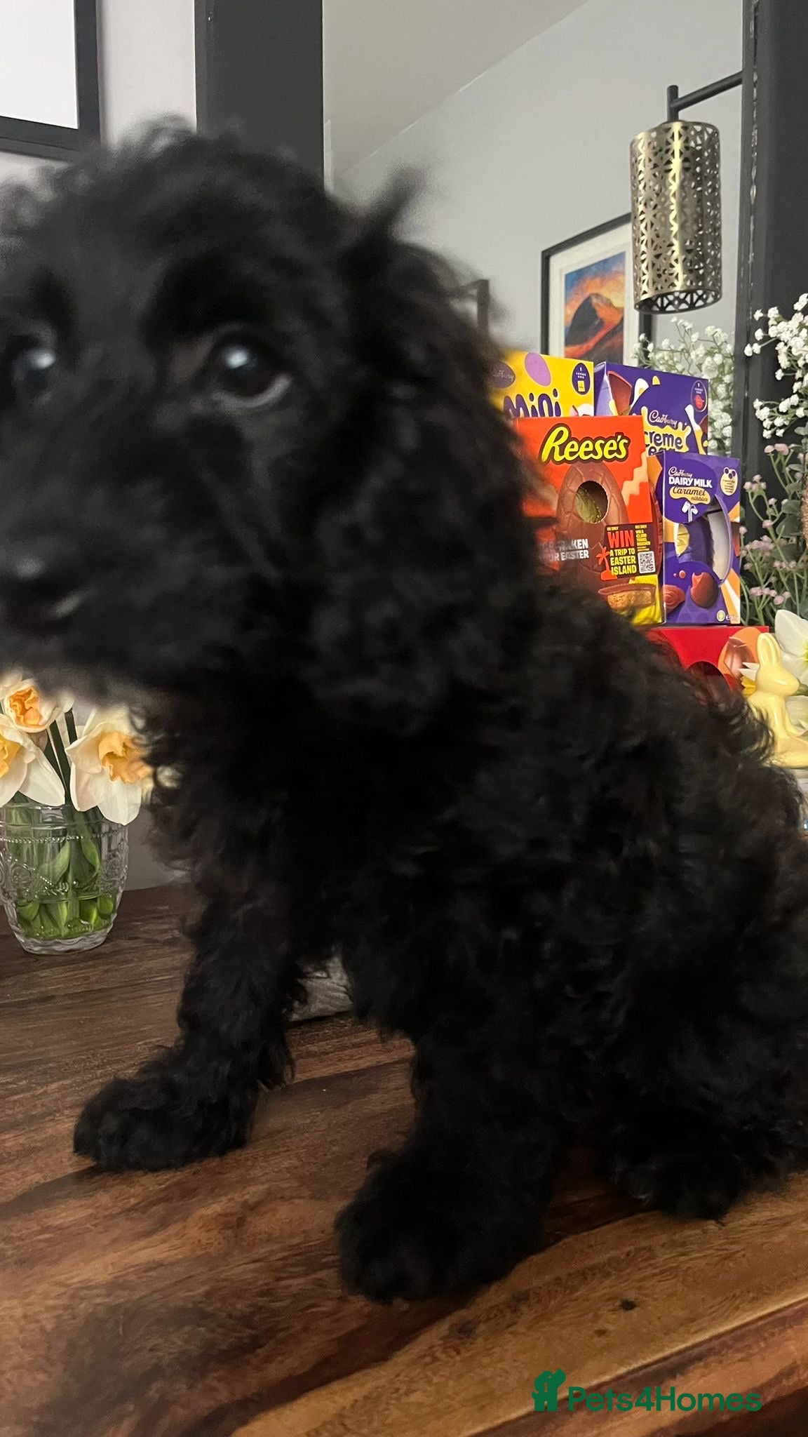 Cavapoo dogs Ready to go Cavapoo puppies - 1 girl left  - Advert 1