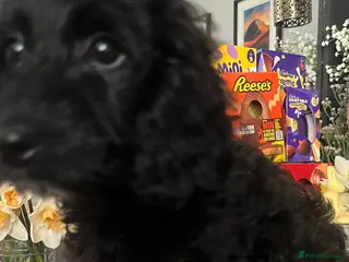 Cavapoo dogs Ready to go Cavapoo puppies - 1 girl left - Advert 1