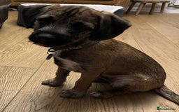 Border Terrier dogs for sale: Cross Border Terrier - 21 weeks old - Advert 1