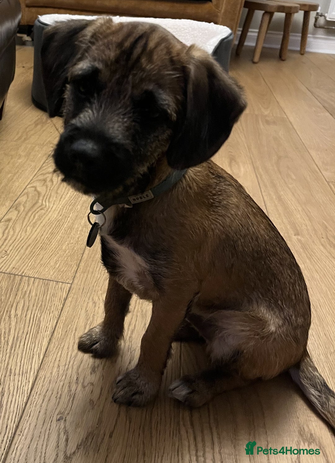 Border Terrier dogs for sale: Cross Border Terrier - 21 weeks old - Advert 1