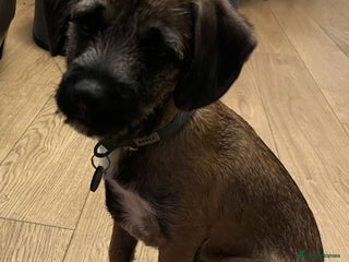 Border Terrier dogs Cross Border Terrier - 21 weeks old - Advert 2