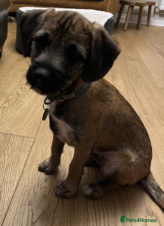 Border Terrier dogs Cross Border Terrier - 21 weeks old - Advert 3